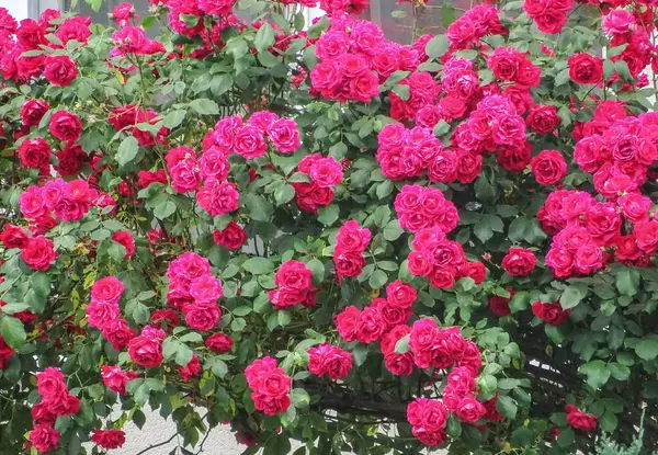 Güllerle dolu bir arka plan. Gül grubu