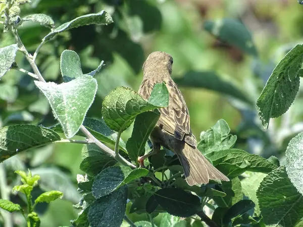 Bir serçe bir ağaç dalı üzerinde oturur