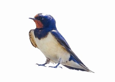 beyaz zemin üzerinde izole yutmak