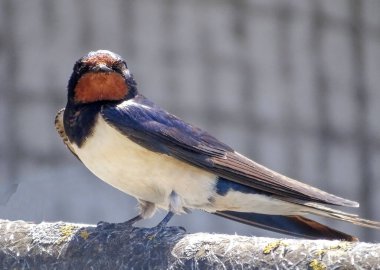 Yaz boyunca Romanya 'da yut