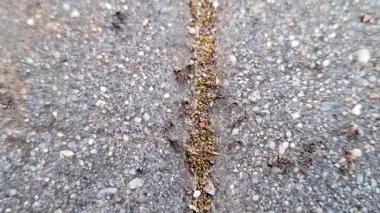 Yazın çekilen karınca videosu. 4K