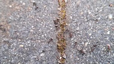 Yazın çekilen karınca videosu. Yavaş çekim