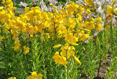 Romanya 'nın Baia Mare kentindeki bir parkta zambaklar