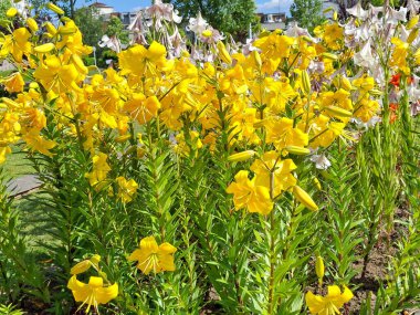 Romanya 'nın Baia Mare kentindeki bir parkta zambaklar