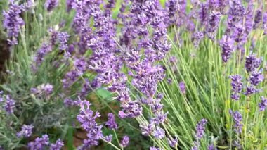 Romanya 'da yaz boyunca lavantalı video. 4K