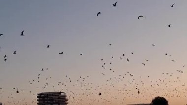 Akşamları Karadeniz kıyısında, Mamaia tatil beldesinde uçan martıların videosu.