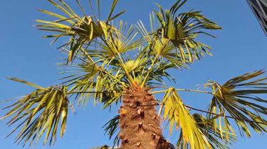 Romanya 'da Çin yel değirmeni avucuyla çekilmiş bir video. Trachycarpus serveti