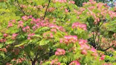 Mimosa ağacının çiçek açtığı video. Albizia julibrissin