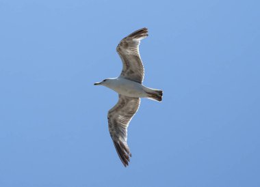 Martı uçuyor. Romanya 'nın Köstence kentinde