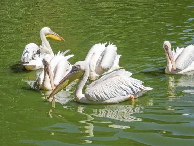 Romanya 'da pelikanlar suda