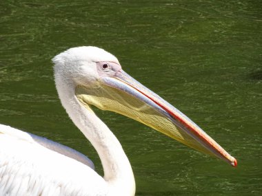 Romanya 'da pelikan suda