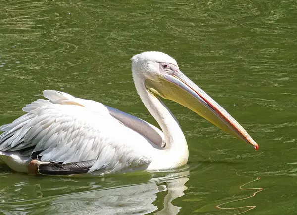 Romanya 'da pelikan suda