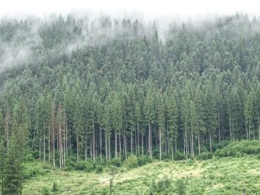 Romanya 'da yaz boyunca sis ve kozalaklı orman