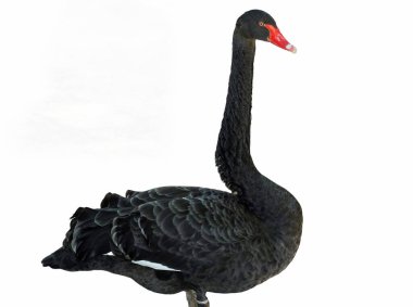 Siyah Kuğu beyaz arka plan üzerinde izole