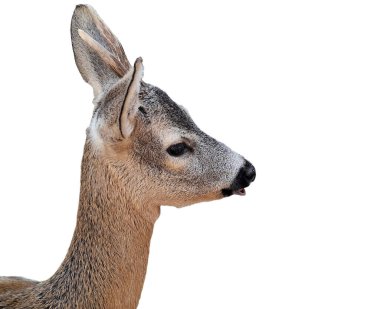 Beyaz arka planda izole edilmiş küçük geyik