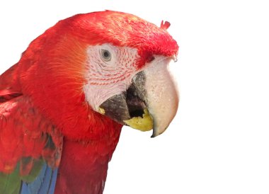 Yeşil kanatlı papağan papağanı. Ara kloropterus beyaz üzerinde izole