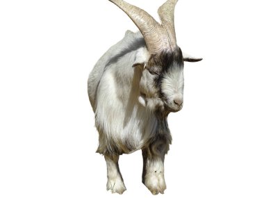 Beyaz arka planda yalıtılmış erkek keçi