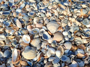 Mamaia, Constanta 'da deniz kabuklarıyla dolu bir arka plan