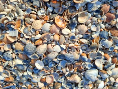 Mamaia, Constanta 'da deniz kabuklarıyla dolu bir arka plan
