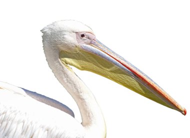 Beyaz arkaplanda izole edilmiş pelikan