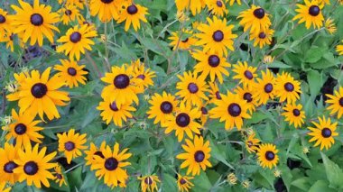 Yazın içinde siyah gözlü Susan çiçekleri olan bir video. Rudbeckia fulgida
