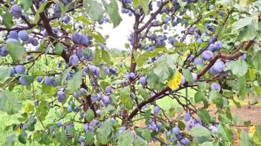 Yaz boyunca ağaçta erik videosu. Romanya 'da. 4K