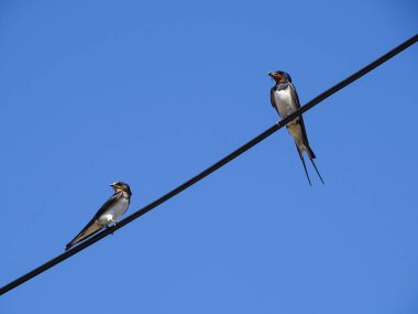 Elektrik hattında iki kırlangıç.