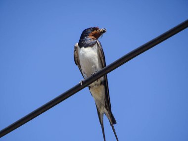 Bir kırlangıç elektrik hattında durur. Romanya 'da