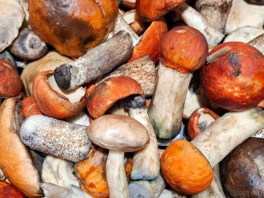 Taze toplanmış mantarlar. Bir grup mantar. Romanya 'da