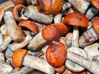 Taze toplanmış mantarlar. Bir grup mantar. Romanya 'da