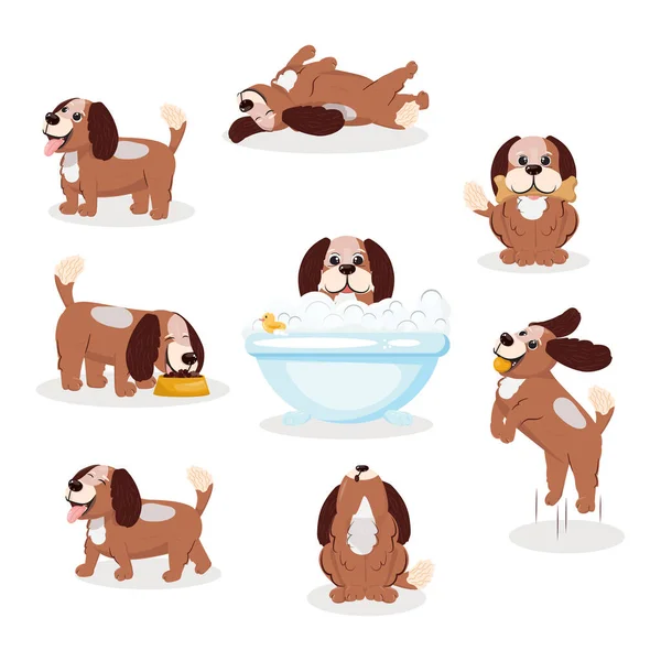 Farklı pozlarda köpek spanyel. Şirin bir köpek yavrusunun günlük hayatı. 