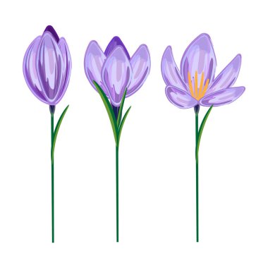 Farklı safhalarda üç çiçek, detaylı botanik çizimi, beyaz renkte izole edilmiş.