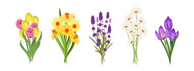 İçinde lale, narsis, lavanta, papatya ve kruvaze bulunan beş çiçek buketi seti bahar ve yaz tasarımları için idealdir.