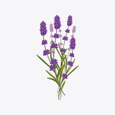 Hafif arka planda zarif lavanta deseni çizimi, bahar tasarımları için mükemmel.