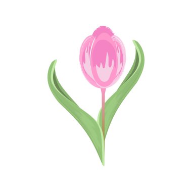 Yeşil yapraklı sevimli pembe lale çiçeği, parlak ve neşeli bahar çiçeği