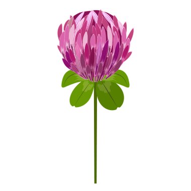 Dört yapraklı yonca çiçeği. Narin pembe yapraklar ve yeşil yapraklar. Şansın sembolü.