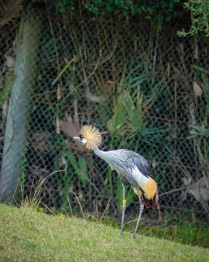 Büyük kafalı ve uzun boyunlu bir kuş çimenli bir tepede duruyor. Kuşun etrafı yeşil yapraklarla çevrili ve o bir hayvanat bahçesi muhafazasında.