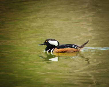 Bir ördek gölette yüzüyor. Su yeşil ve ördek kahverengi.