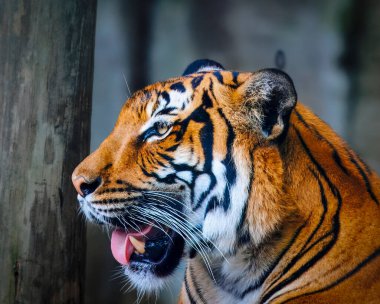 Bir kaplan ağzı açık kameraya bakıyor. Kaplan hayvanat bahçesinin içinde.