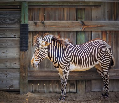 Tahta bir çitin önünde duran bir zebra. Zebra kameraya bakıyor.