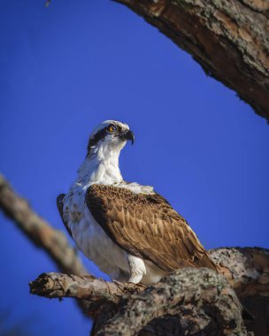 Ağaç dalına tünemiş bir Osprey. Kuş kahverengi ve beyazdır. Gökyüzü mavi