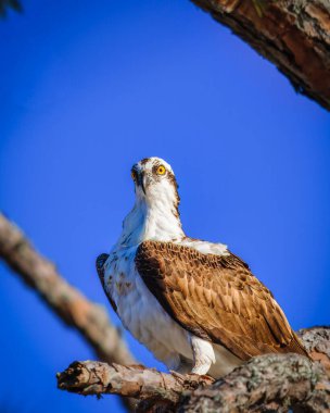 Bir Osprey bir ağaç dalına tünemiş, gökyüzüne bakıyor. Kuş kahverengi ve beyaz, sarı gagalı. Gökyüzü mavi ve berrak, ve ağaç dalı çıplak.