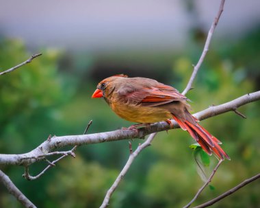 Bir kuş dalın üzerine tünemiş, aşağıya bakıyor. Kuş kırmızı gagalı, kahverengi ve kırmızıdır. Kuş yalnız olduğu için görüntüde huzurlu ve huzurlu bir hava var.