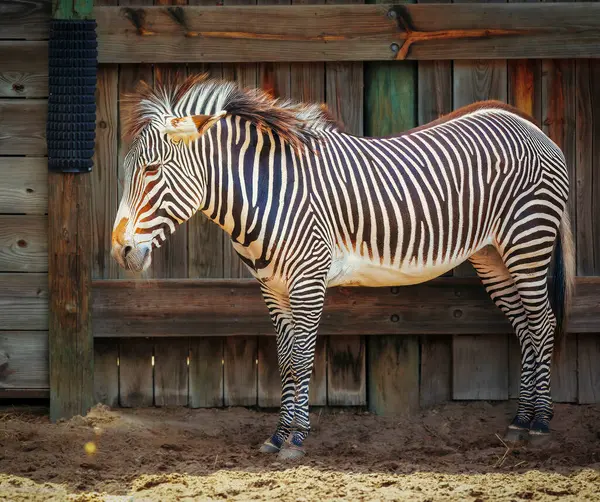 Toprak bir alanda duran bir zebra. Zebra kameraya bakıyor.
