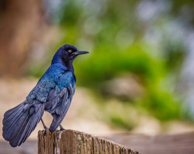 A blue bird is perched on a wooden post. The bird is looking to its left. The image has a calm and peaceful mood