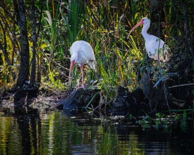 Suda iki beyaz aynak duruyor..
