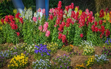 Pembe, sarı ve mor da dahil olmak üzere çeşitli çiçeklerle renkli bir aslanağzı bahçesi..