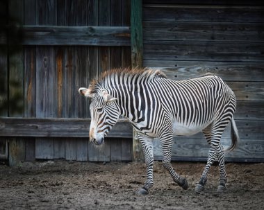Bir zebra toprak arazide yürüyor. Zebra görüntünün odak noktasıdır.