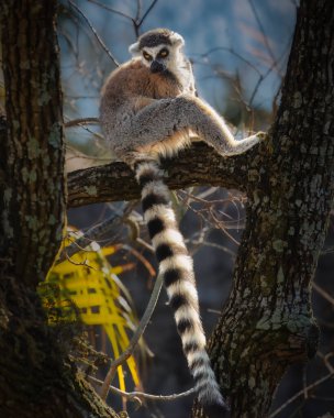 Bir lemur bir ağaç dalında oturuyor. Lemur kahverengi ve beyaz, siyah gözlü.