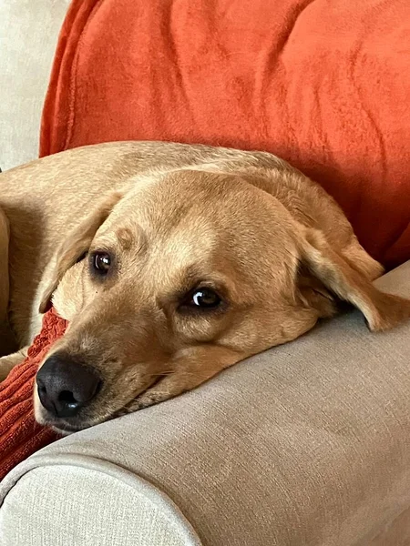 Gelber Labrador Retriever Auf Sessel Mit Orangefarbenem Kissen Und Vorhang — Stockfoto